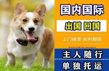 荆门市宠物托运公司荆门市宠物托运公司荆门市宠物托运公司
